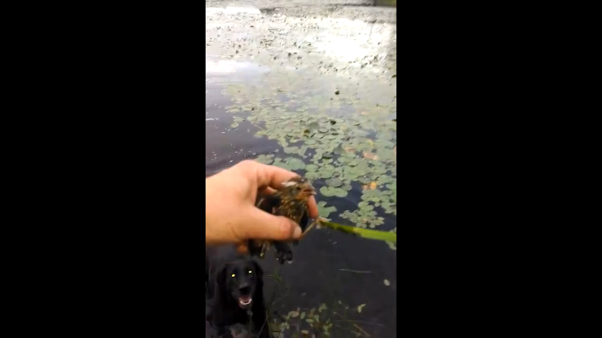 Video Drowning Baby Bird Saved By a Black Lab